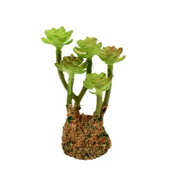 Kaktus 9 cm