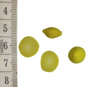 Krippenzubehör Zitronen Set 3-4 Mix 1,5 bis 3 cm
