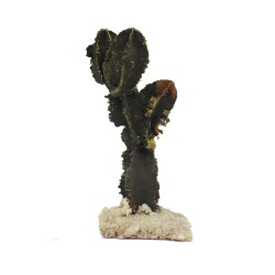 Krippenbotanik Kaktus fein mit Steine 5cm