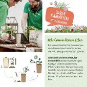 Minigarten - Echinacea