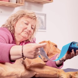 Kinesiotaping für Hunde - Online Kurs