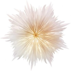 Stella-Magnolia, Pergamentpapier weiß 60 cm