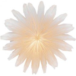 Stella-Cataleya, Pergamentpapier weiß 60 cm