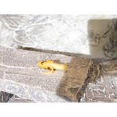 Krippenzubehör Banane geschält 1,3 cm