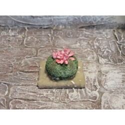 Kaktus, Kugelkaktus mit Blüten